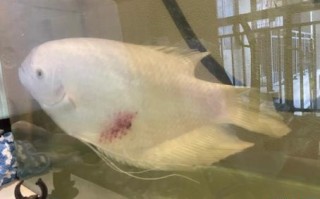 招财鱼浑身发红且大便增多是什么原因招财鱼全身发红