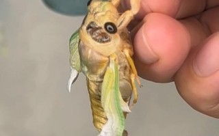 金禅脱壳是什么生肖？金蝉脱壳最正确的答案