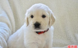 梦到白色的狗 梦到白色的狗狗是何预兆