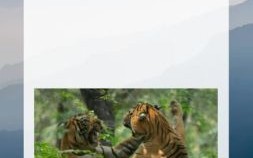 胆大包天猜一生肖