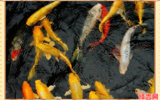 周公解梦梦见水中鱼群游动，梦见鱼群游动周公解梦