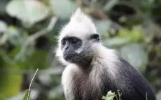 惊猴问属是什么动物