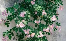 蔷是什么生肖？蔷字代表最佳生肖