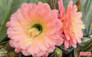 十二生肖牛是什么花？十二生肖的守护花