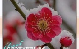一支红梅是什么生肖？红梅打一最准确动物