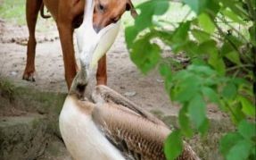 欲钱买变化最大的动物是什么生肖？欲钱买无私的动物猜生肖