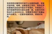 梦见狗是什么意思？解梦大师解析狗梦的10种寓意
