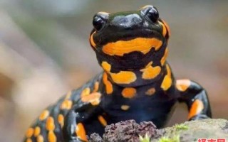 坐享其成是什么动物 坐享其成打一个生肖动物