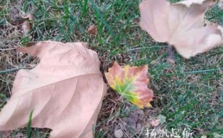 西风落叶代表什么生肖 秋风落叶指什么生肖