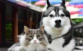 猫星人与狗星人