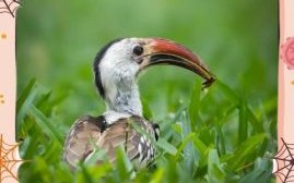 红嘴白牙猜一动物