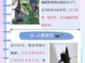 蝙蝠飞入家中好吗 家中进蝙蝠的真正征兆