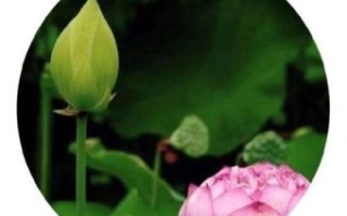 石榴将军寻桂精准生肖