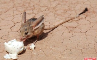 擅长跑跳的动物是什么生肖？跳跃的动物打一生肖