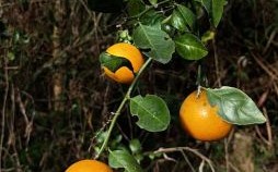 江南有丹桔是什么生肖？江南丹橘犹绿林最佳生肖