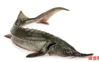 鲟是什么生肖？鲟是什么动物