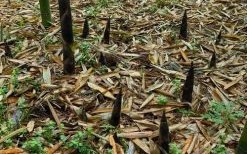 雨后春笋是哪个生肖 雨后春笋代表什么生肖