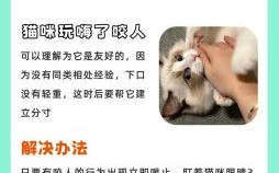 梦到猫咬人周公解梦 梦到猫咬住不松周公解梦