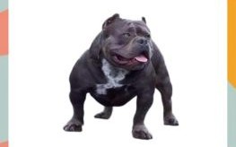 嫉恶好善意指什么 嫉恶好善暗指哪种动物