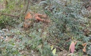 指山卖岭打一动物