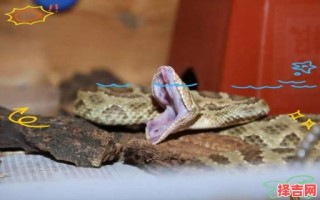 破瓦寒窑是哪些生肖