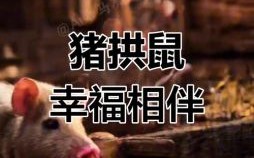 猪和什么生肖配最好 鼠和猪相配婚姻怎样