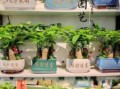 店铺摆什么植物招财 财位放什么最旺财