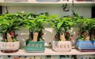 店铺摆什么植物招财 财位放什么最旺财