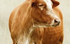 天生有残疾的动物是什么生肖？12生肖有哪些动物