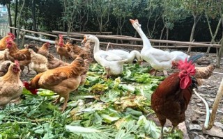 周公解梦大全鸡鸭鹅查询，周公解梦梦见鸡鸭