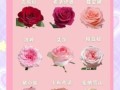 十二朵玫瑰花语含义