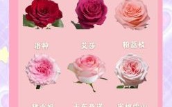 十二朵玫瑰花语含义