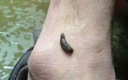 沺是什么生肖？蚂蟥指什么生肖