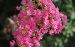 紫薇花四季开花吗紫薇花是什么花