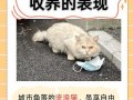 流浪猫取什么名字好听？30个超萌猫咪名字推荐