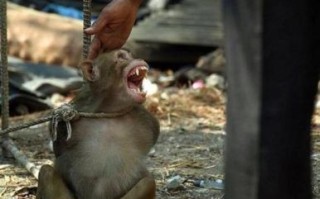 五花大绑猜一动物 五花大绑打一生肖