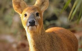 獐头鼠目猜一生肖 獐头鼠目猜一动物