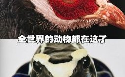 一无所有打一动物