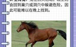 孙庞斗智指什么生肖