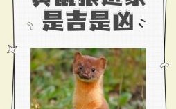 周公解梦之黄鼠狼与严狗篇周公解梦之救黄鼠狼篇