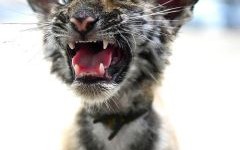 怒目相视什么生肖 怒目相视是哪种动物