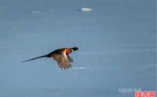 四只野鸡再下蛋是什么生肖？夏去秋来野鸡飞猜生肖