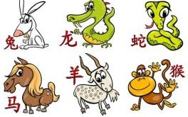 绵里藏针代表什么生肖