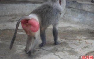 生来就红屁股是什么生肖