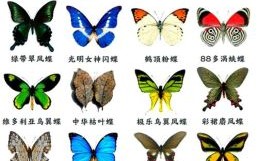 蝴蝶是否益虫 化蝶前青虫是否益虫