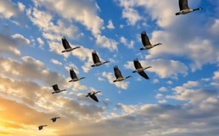 大雁南飞为家园是什么生肖？大雁指啥生肖