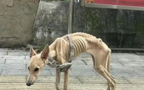 骨瘦如柴打一生肖