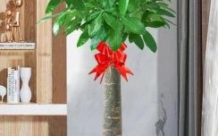 招财爷最佳客厅位置 招财树何处最旺财