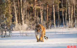 梦回故乡吃烤肉是什么生肖？烤肉代表什么生肖
