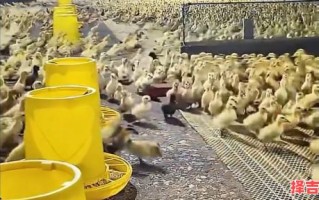 打雷下雨猜一动物